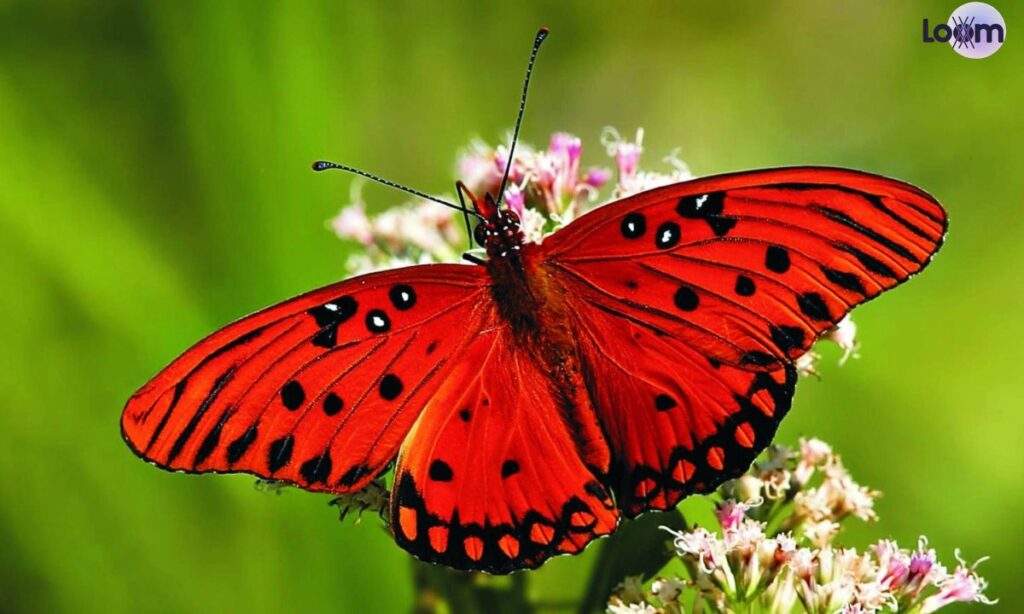 Cute Gladihoppers Secret Names