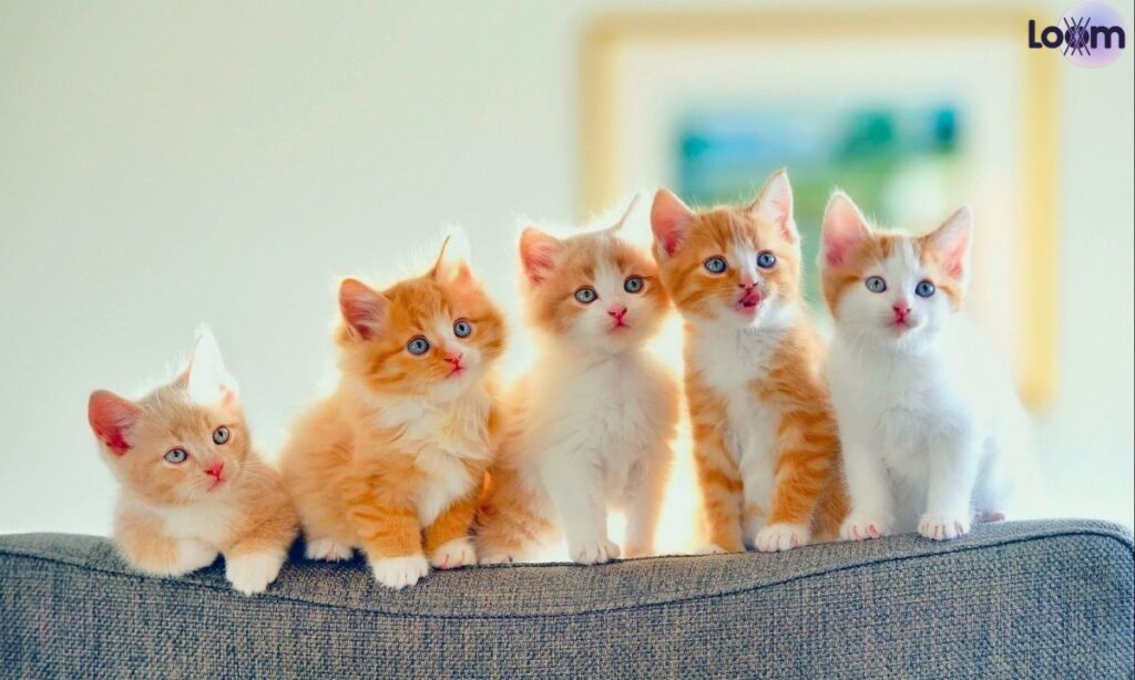 Top 10 Names for a Girl Cat