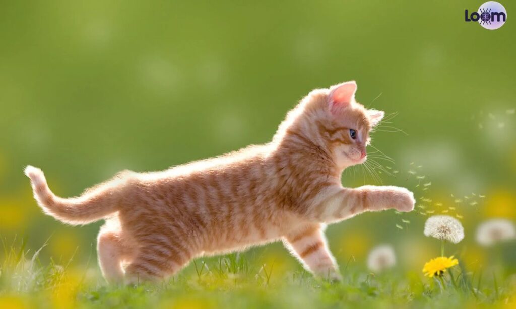 Unique Gladihoppers Secret